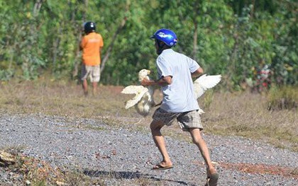 "Hôi vịt" trên xe tải bị lật ở Quảng Bình: "Có người bắt đến chục con, lái xe chạy theo van xin mà không được"