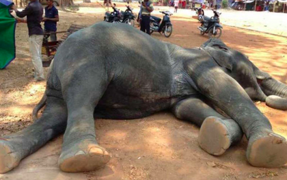 Ám ảnh nạn bóc lột động vật dã man, chính phủ Campuchia cấm hẳn dịch vụ cưỡi voi ở Angkor Wat từ năm 2020