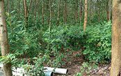 Tìm thấy thi thể kiểm lâm viên tại rừng keo ở Bình Định sau 5 ngày mất tích