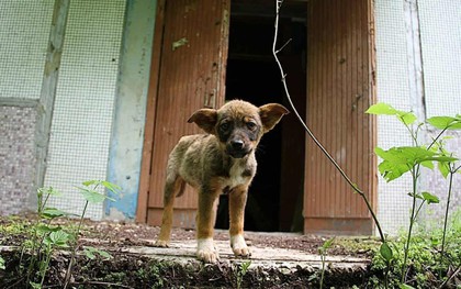 Câu chuyện về những chú chó bị bỏ rơi ở Chernobyl: Cô độc giữa mảnh đất chết, vươn lên thành "băng đảng chó hoang" lớn mạnh nhất vùng