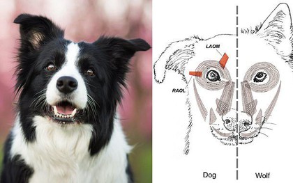 Bạn có biết vì sao mình yêu chó không? Vì chúng cố tình khiến bạn cảm thấy như vậy đó