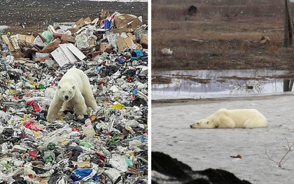 Gấu Bắc Cực đi lạc hơn 1.500 km đến Nga trong tình trạng kiệt sức vì không tìm được thức ăn