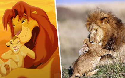 Mufasa và Simba phiên bản đời thật: Khoảnh khắc sư tử con nũng nịu trong vòng tay cha khiến ai xem cũng tan chảy trái tim