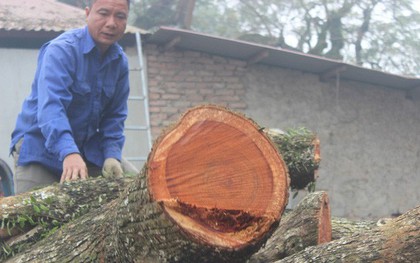 Chính thức chốt ngày bán đấu giá cây sưa từng được trả giá trăm tỷ ở Hà Nội