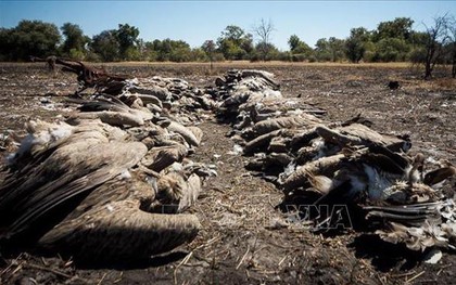 Trên 500 con kền kền quý hiếm bị chết do toán săn voi hạ độc