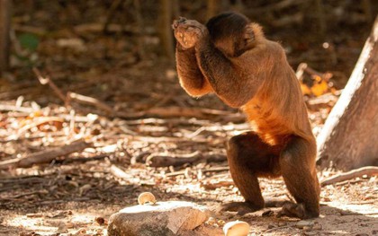 Bạn tưởng chỉ loài người biết tiến hóa? Có nhiều loài khỉ đã bước vào thời kỳ đồ đá từ 3000 năm trước rồi đó
