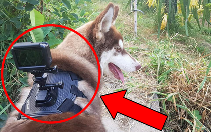 Gắn camera lên người "boss" cưng để làm vlog YouTube: Trào lưu mới đang manh nha đổ bộ Việt Nam?