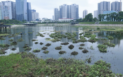 Chùm ảnh: Cỏ dại, bèo tây phủ kín khiến công viên nước 300 tỷ ở Hà Nội như một "đầm lầy"