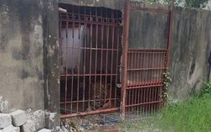 Chuyên gia nói gì vụ hổ ăn đứt lìa tay ở Bình Dương?