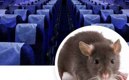 Chuyến bay Sài Gòn đi Thanh Hóa hỗn loạn vì khách đem theo chuột