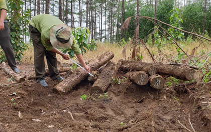 Phát hiện gần 400 lóng gỗ thông khoảng 20 năm tuổi bị chôn dưới lòng đất ở Lâm Đồng