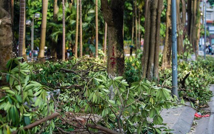 Hà Nội: Chuyển 100 cây hoa sữa từ hồ Tây lên bãi rác Nam Sơn để “khử” mùi rác, “giải thoát” mùi hoa cho người dân