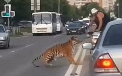 Nước Nga hài hước: Chỉ ở đây mới có cảnh hổ làm thú cưng, chạy nhảy tự do ở ngoài đường như thế này