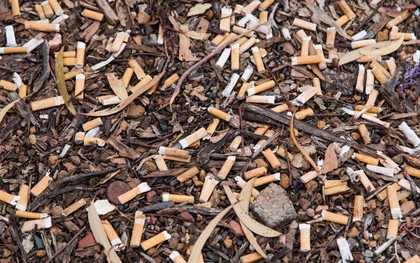 Cây cỏ trên thế giới đang chết dần chết mòn vì 4,5 NGHÌN TỈ đầu lọc thuốc lá xuất hiện mỗi năm