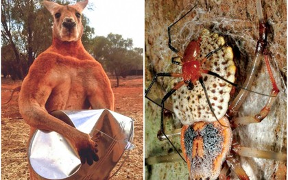14 sự thật thú vị về tự nhiên mà thầy cô không dạy, sách vở chưa có: Kangaroo cái thích con đực cơ bắp, nhện chỉ giao phối một lần rồi tự cắt của quý!