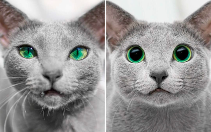 Cặp mèo Nga nổi đình đám trên Instagram nhờ sở hữu đôi mắt xanh lục siêu lạ hút hồn người khác