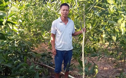 Bắt được nghi phạm chặt phá vườn keo 4.000 cây ở Nghệ An