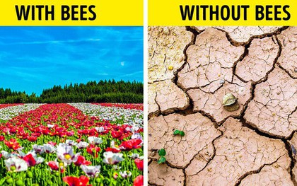 Ong mật trên thế giới đang có nguy cơ tuyệt chủng cực lớn và đây là lý do chúng ta không thể để điều đó xảy ra