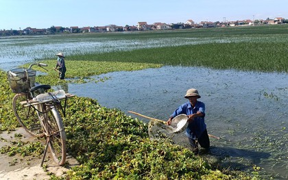 Nghệ An sau bão số 2: Người dân đau đáu nỗi lo kênh vỡ, gần 1.000 ha lúa, hoa màu có nguy cơ mất trắng