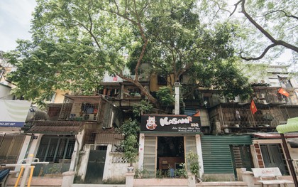 Kỳ lạ cây xanh mọc xuyên những căn nhà trong khu tập thể 60 năm tuổi ở Hà Nội