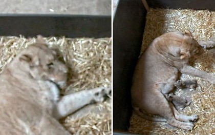 Bi kịch sư tử mẹ trong sở thú giết thịt con mình dứt ruột đẻ ra: Tại sao "Hổ dữ không ăn thịt con" mà sư tử lại làm như vậy?