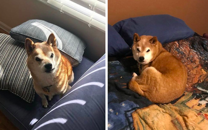 Gặp gỡ 'cụ chó' Shiba Inu 12 tuổi có khuôn mặt siêu khó ở, lúc nào cũng hờn cả thế giới