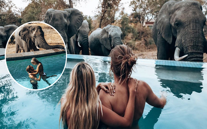 Dân mạng khóc thét với trải nghiệm tắm cùng voi trong bể bơi khách sạn 5 sao ở Nam Phi, mới nghe đã muốn chạy 8 hướng!