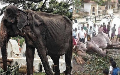 Cụ voi 70 tuổi gầy trơ xương tại lễ hội Sri Lanka đã qua đời: Làn sóng phẫn nộ về nạn bạo hành động vật đến cùng cực