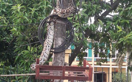 Trăn khủng vắt vẻo trên cột điện trước cổng UBND xã ở Phú Thọ