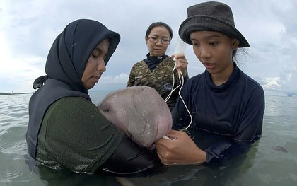 Dư luận phẫn nộ khi bò biển Marium được người dân Thái Lan yêu quý đã chết, trong ruột phát hiện toàn rác thải nhựa độc hại