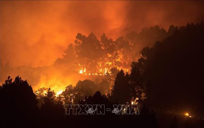 Tây Ban Nha sơ tán dân tại Gran Canaria do lại xảy ra cháy rừng