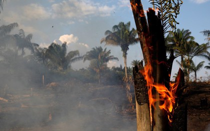 Thảm họa Amazon không còn là chuyện ở xa: Dân mạng thế giới và Việt Nam đồng loạt lên tiếng kêu gọi cứu lấy cánh rừng xanh