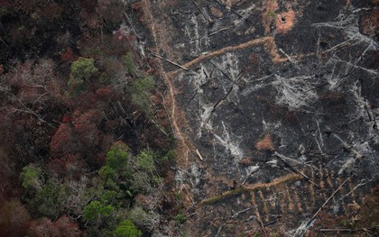 Khủng hoảng cháy rừng Amazon khiến nhiều người tuyệt vọng