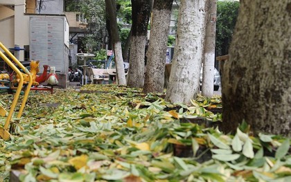 Hà Nội: Người dân hoang mang khi hàng cây sưa hơn 20 năm có dấu hiệu bất thường, rụng lá hàng loạt