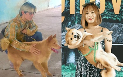 NSX "Cậu Vàng" lên tiếng: Không có chuyện dùng chó thuần Việt đóng thế cho chú Shiba