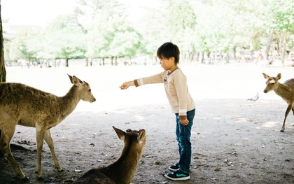 Đến Nhật Bản, du khách phải cúi đầu chào... những chú nai và cho chúng ăn thật lịch sự nếu không muốn bị tấn công