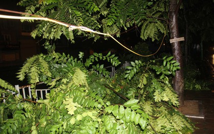 Mưa lớn khiến cây xanh tại Hà Nội đổ gục hàng loạt, dây điện chằng chịt trên vỉa hè