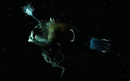 Cá lồng đèn: tên dễ thương nhưng mặt thì không thương nổi và có những hành vi đáng sợ nhất đại dương