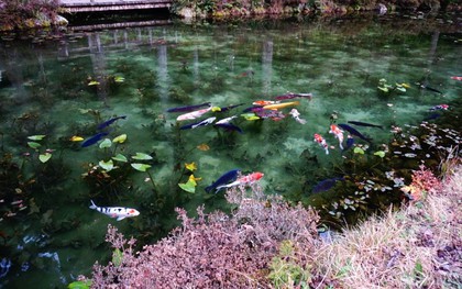 Hồ Nhật Bản đẹp như tranh sơn dầu của Monet: 20 năm trước vô danh, không ai biết đến, giờ thành địa điểm hút khách bậc nhất xứ hoa anh đào