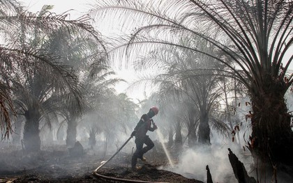 Cháy rừng khiến các nước Đông Nam Á chìm trong khói mù