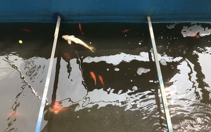 Cá Koi chết sau 2 ngày được thả xuống sông Tô Lịch, bảo vệ túc trực ngày đêm