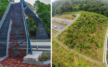 Khi loài người học cách tôn trọng thiên nhiên: Hợp tác đôi bên cùng có lợi như thế này không phải tốt hơn sao?