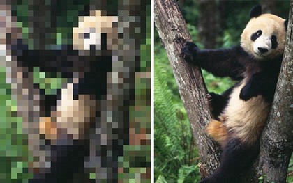 21 bức ảnh động vật hoang dã bị làm mờ: Tưởng ảnh hỏng nhưng lại mang thông điệp ý nghĩa phía sau khiến chúng ta phải bất ngờ