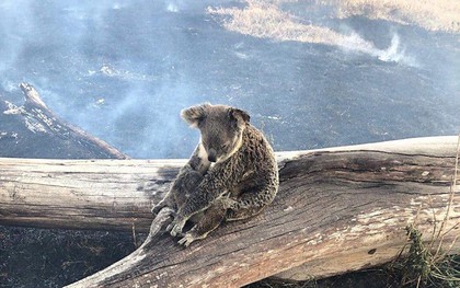 Khoảnh khắc xúc động khi gấu koala mẹ không màng đau đớn, cố bảo vệ đứa con nhỏ khỏi đám cháy xung quanh