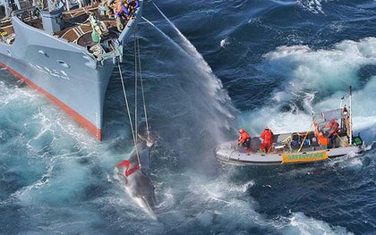 Thế giới lo ngại tái diễn cảnh cá voi bị tàn sát trên đại dương