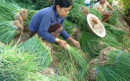 Dân "khóc thét" vì hành lá ở Phú Quốc 150.000 đồng/kg