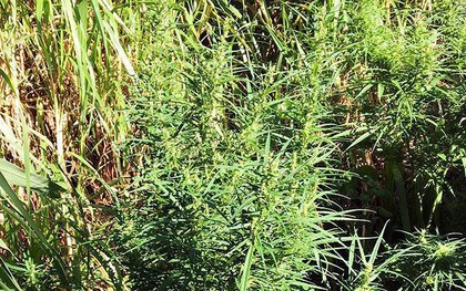 Trồng cần sa xen lẫn trong vườn cà phê ở Lâm Đồng