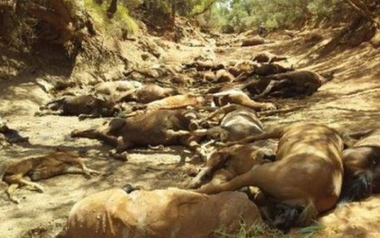 Úc: Hạn hán, ngựa chết la liệt trong vũng nước cạn khô