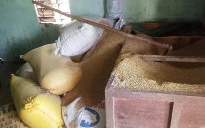 Vụ báo mất 49 cây vàng: Trộm chỉ lục tìm trong đống lúa