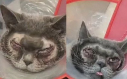 Trung Quốc: Sự thật về vụ nhà giàu chơi trội mang mèo đi phẫu thuật thẩm mỹ mắt